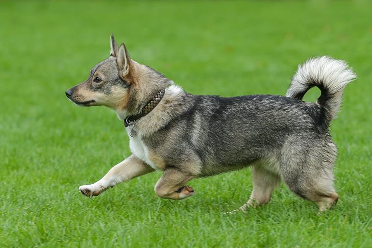 Swedish Vallhund running in the grass.