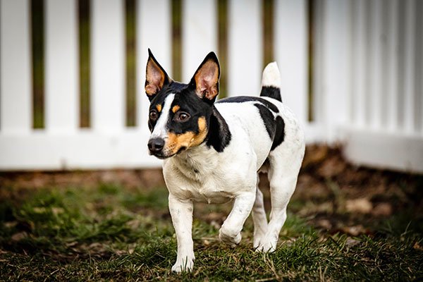 Teddy Roosevelt Terrier walking in the backyard.