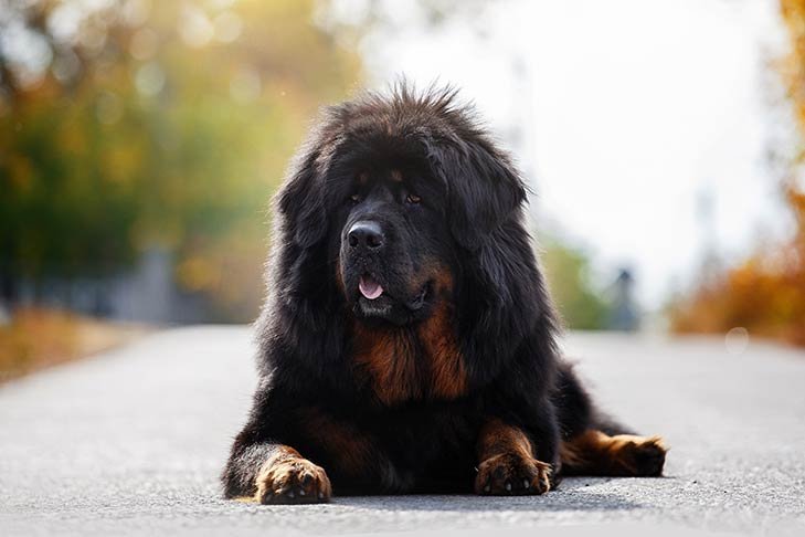Tibetan Mastiff laying down outdoors.