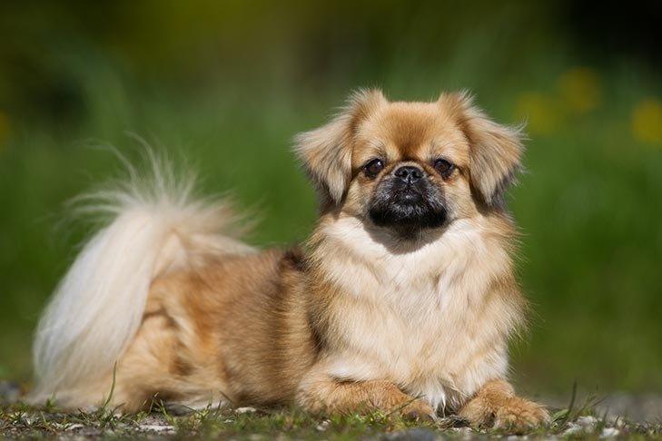 Tibetan Spaniel reference photograph