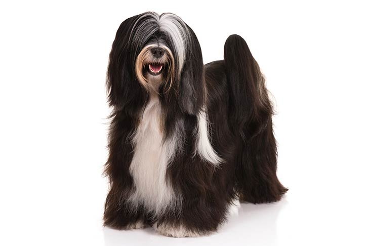 Tibetan Terrier standing in three-quarter view facing forward.