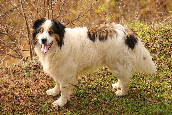 Tornjak standing in the woods.