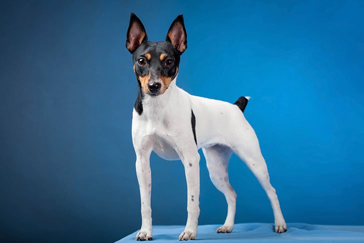 Toy Fox Terrier standing for a portrait on a blue background.