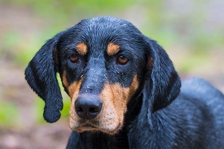 Transylvanian Hound