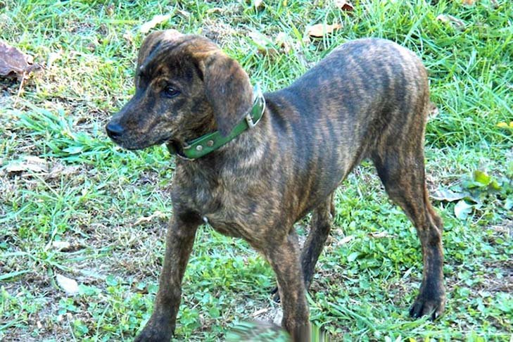 Young adult Treeing Tennessee Brindle standing on grass in three-quarter view