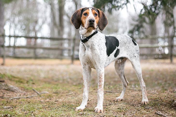 Treeing Walker Coonhound standing outdoors.