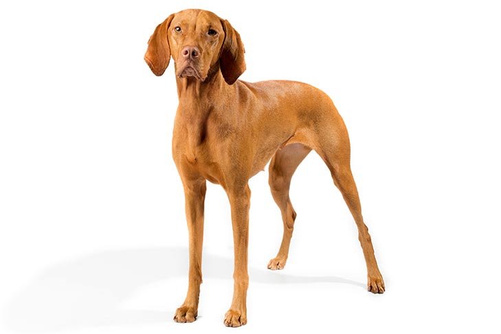 Vizsla standing in three-quarter view.