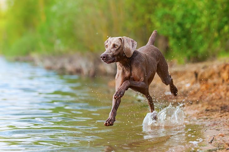 Weimaraner running into water.