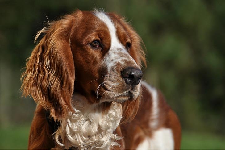 Welsh Springer Spaniel head portrait outdoors.