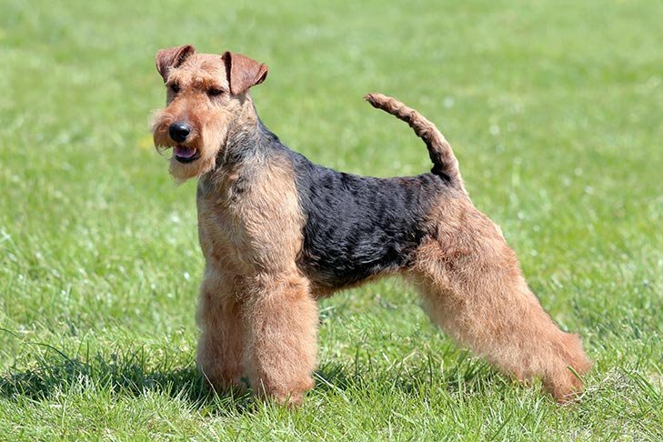 Welsh Terrier standing stacked in the grass.