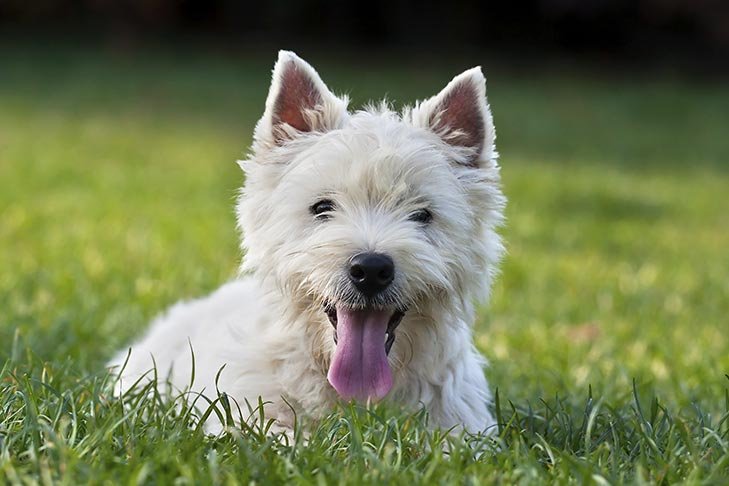 West Highland White Terrier laying down in the grass.