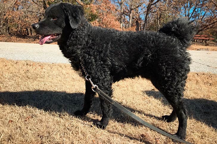 Black-colored Wetterhoun standing in the grass.