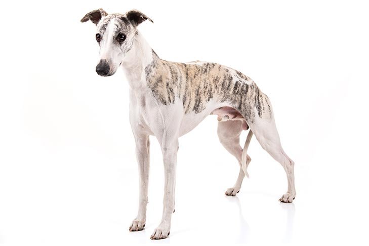 Whippet standing in three-quarter view