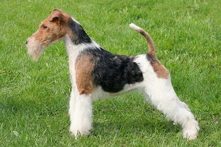 Wire Fox Terrier standing in profile in the grass.