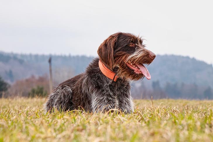Wirehaired Pointing Griffon laying down in the grass.