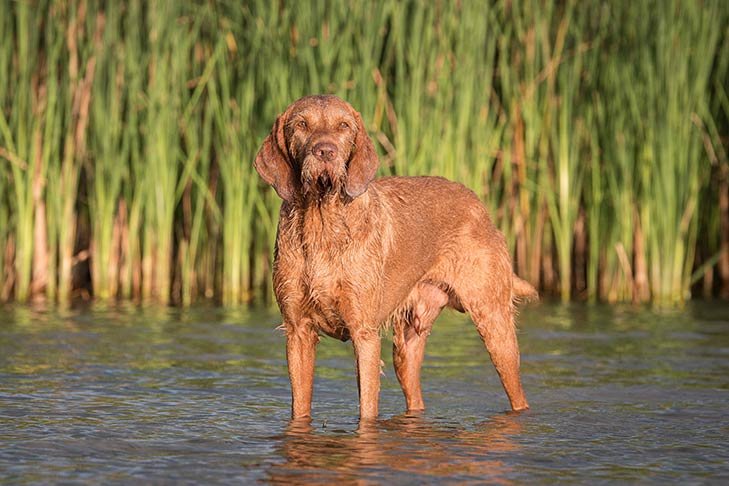 Wirehaired Vizsla wading into a lake.
