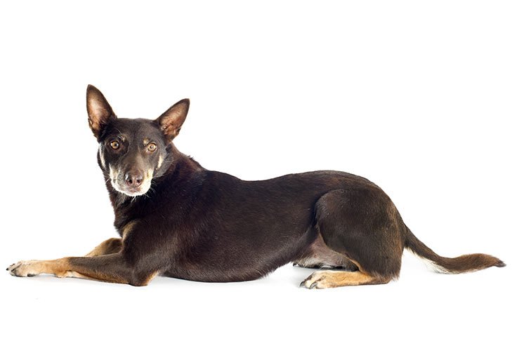 Working Kelpie lying facing left, head turned forward.
