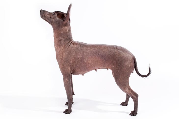 Xoloitzcuintli standing sideways facing left