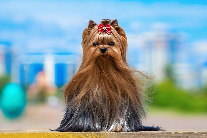 Yorkshire Terrier standing outdoors on a sunny day.