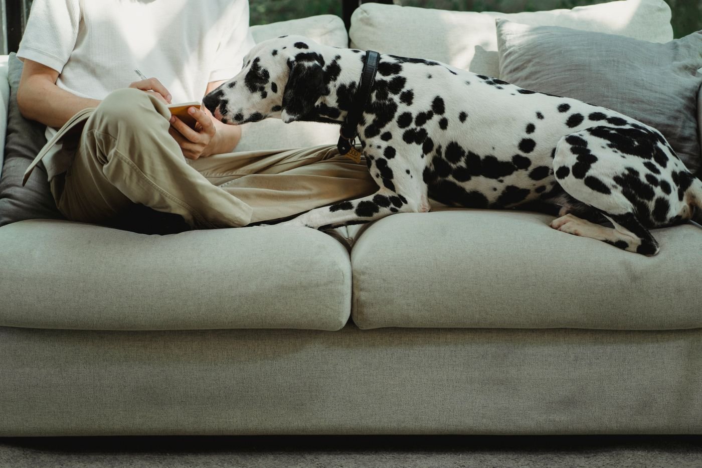 A Dalmatian relaxing beside a person on a sofa at home