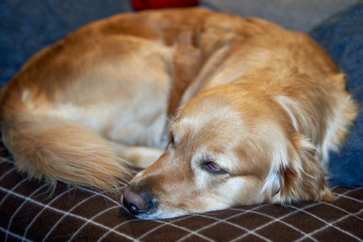 A golden retriever sleeping on a sofa